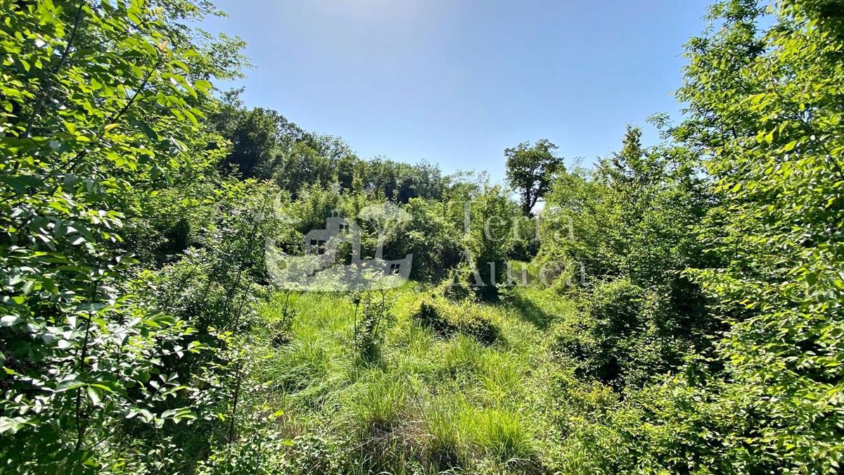 Foresta vicino al mare, Milohnici, isola di Krk