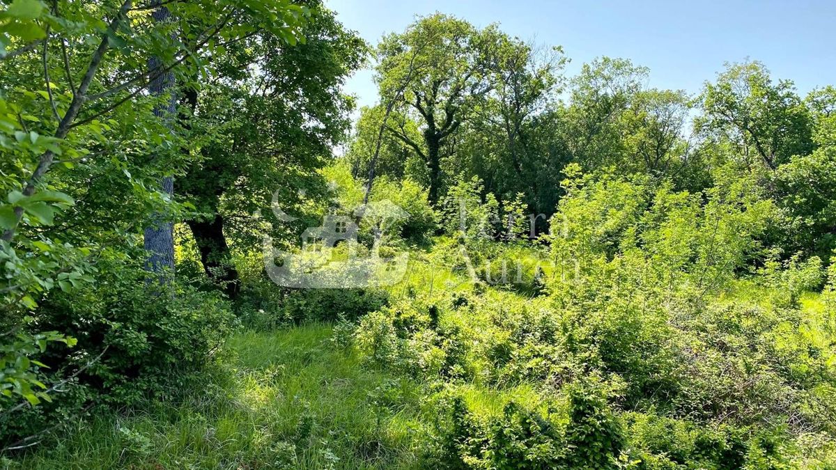 Foresta vicino al mare, Milohnici, isola di Krk