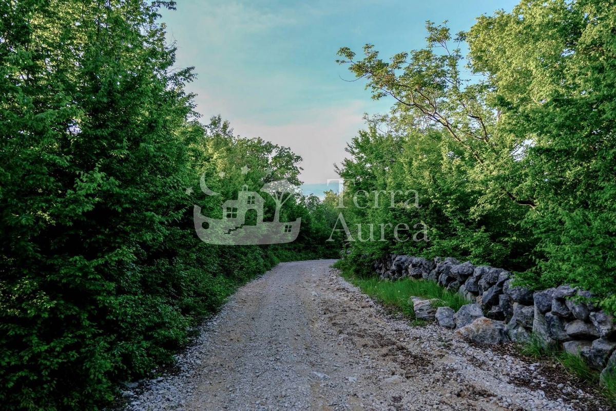 Foresta vicino al mare, Milohnici, isola di Krk