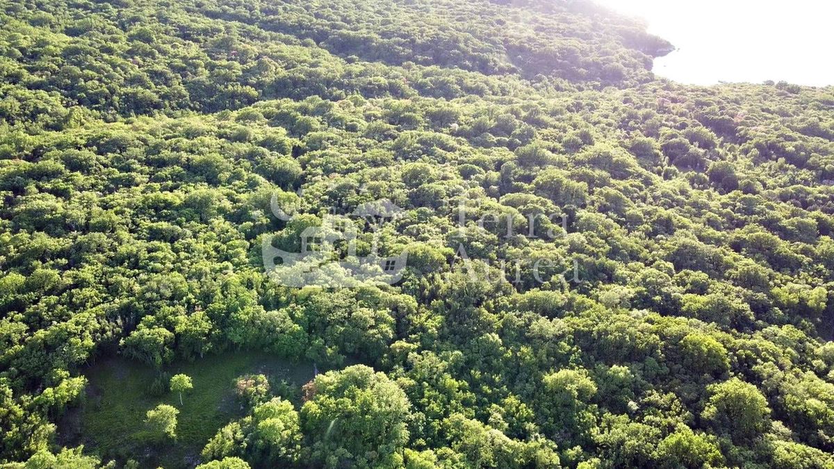 Foresta vicino al mare, Milohnici, isola di Krk