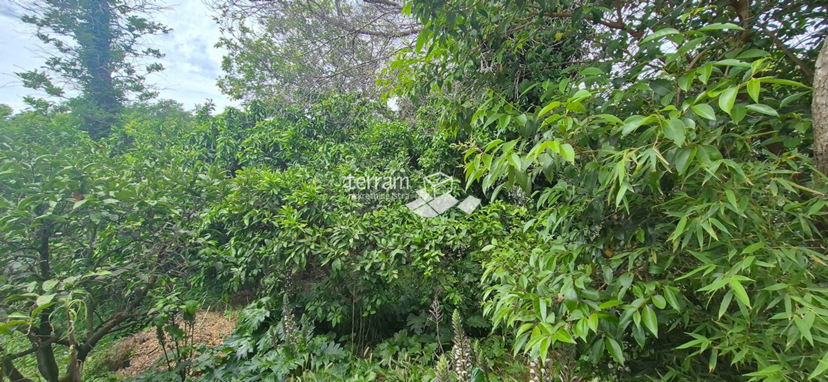 Istria, Promontorio, proprietà di 2600 m2, due case per un totale di 470 m2, 9 appartamenti, vista mare, #vendita