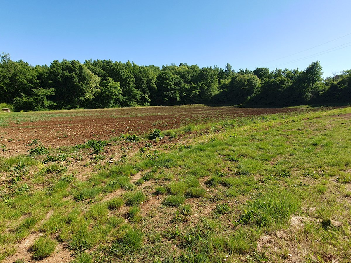 KOP-740, VIŽINADA, proprietà con casa di 180 m² e terreno di 35.380 m², con vista su Motovun