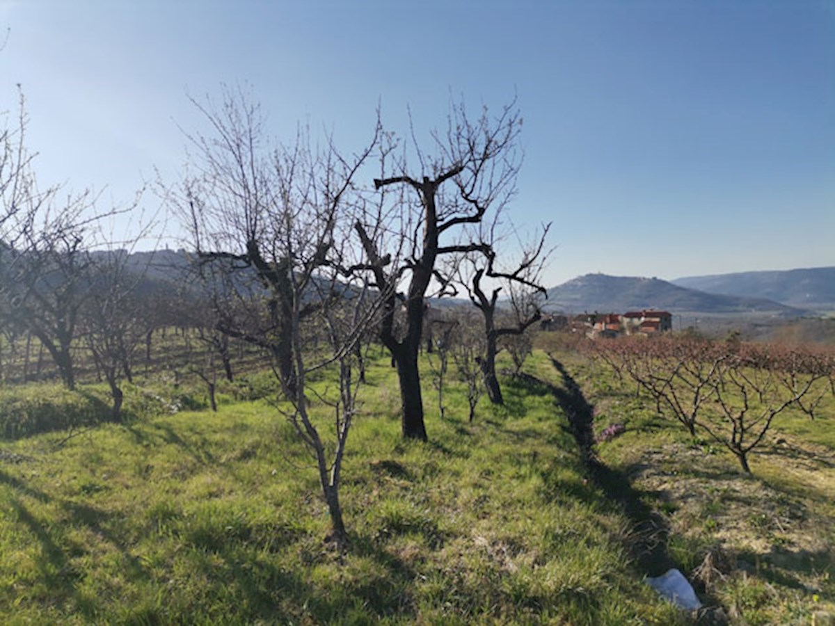 Z-622, Terreno edificabile 3306m2 con vista su Montona, in vendita