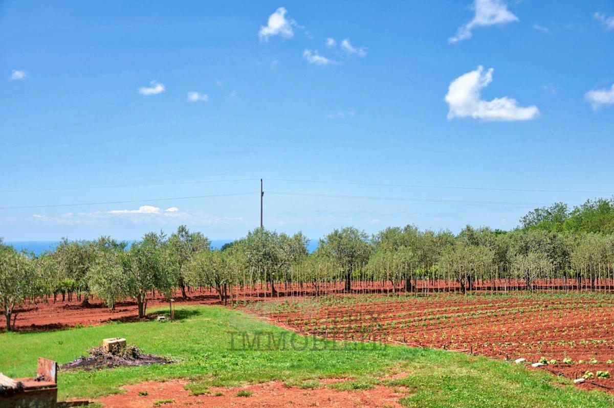 Terreno edificabile Kaštelir, Kaštelir-Labinci, 918 m2