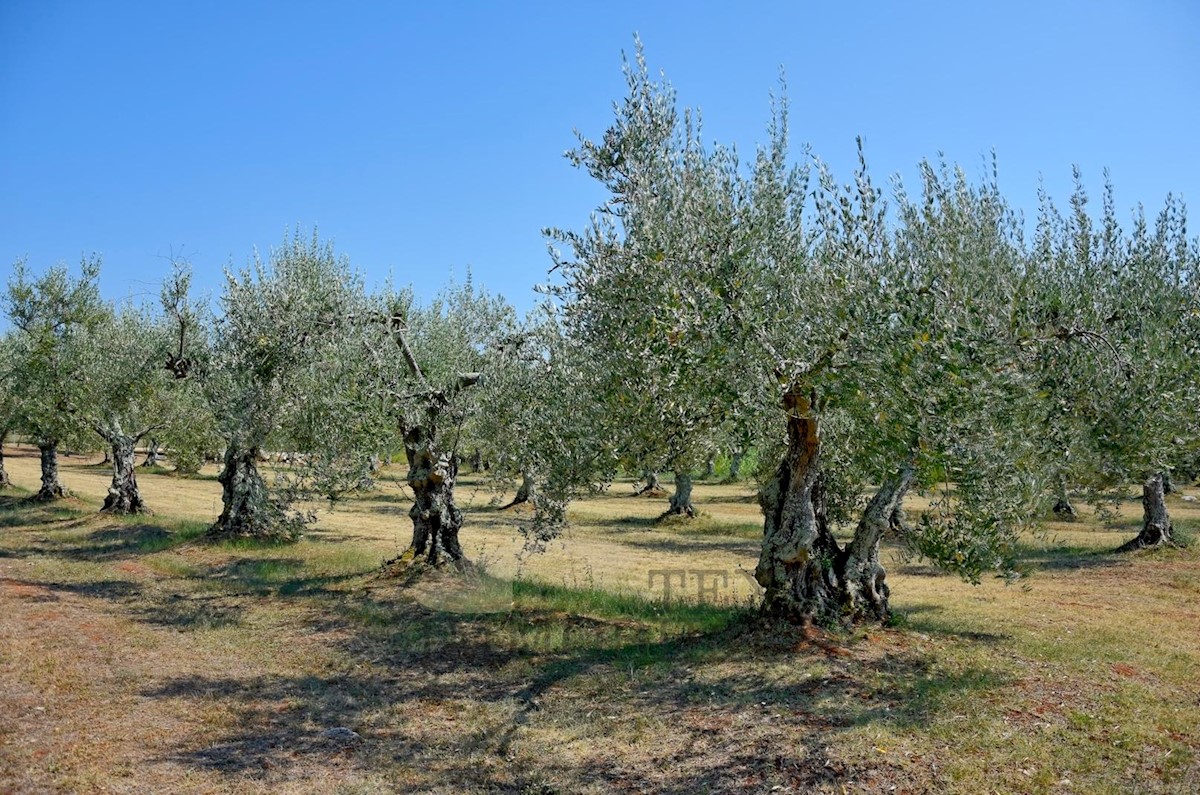 Terreno Poreč, 80000m2