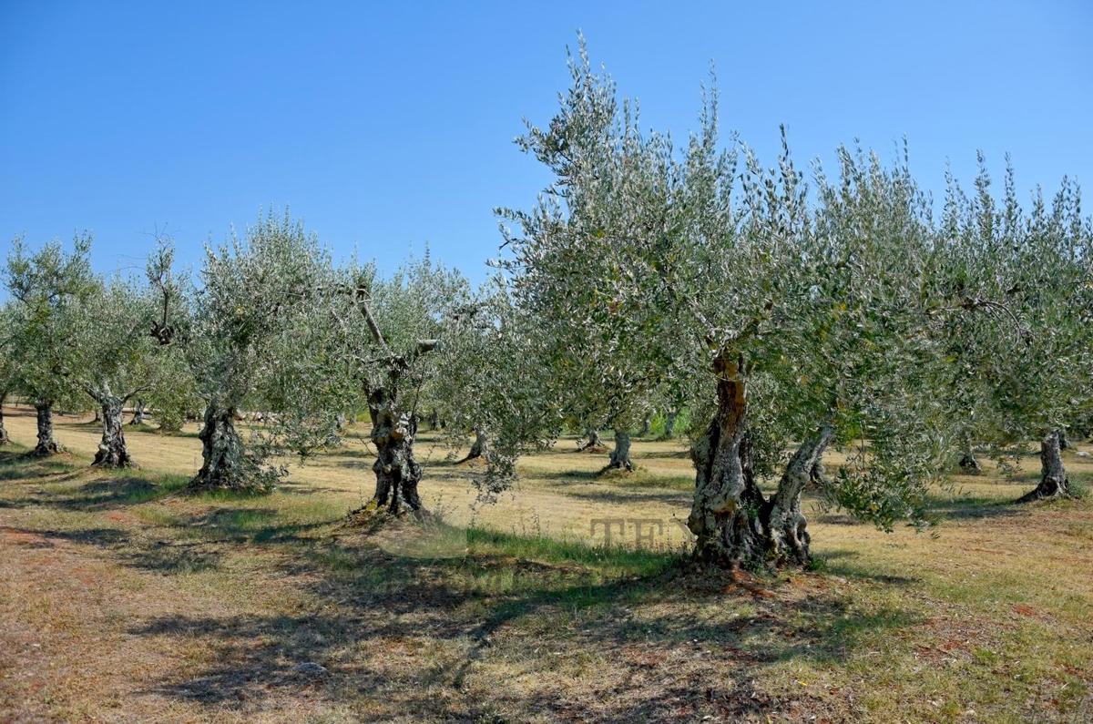 Terreno Poreč, 80000m2