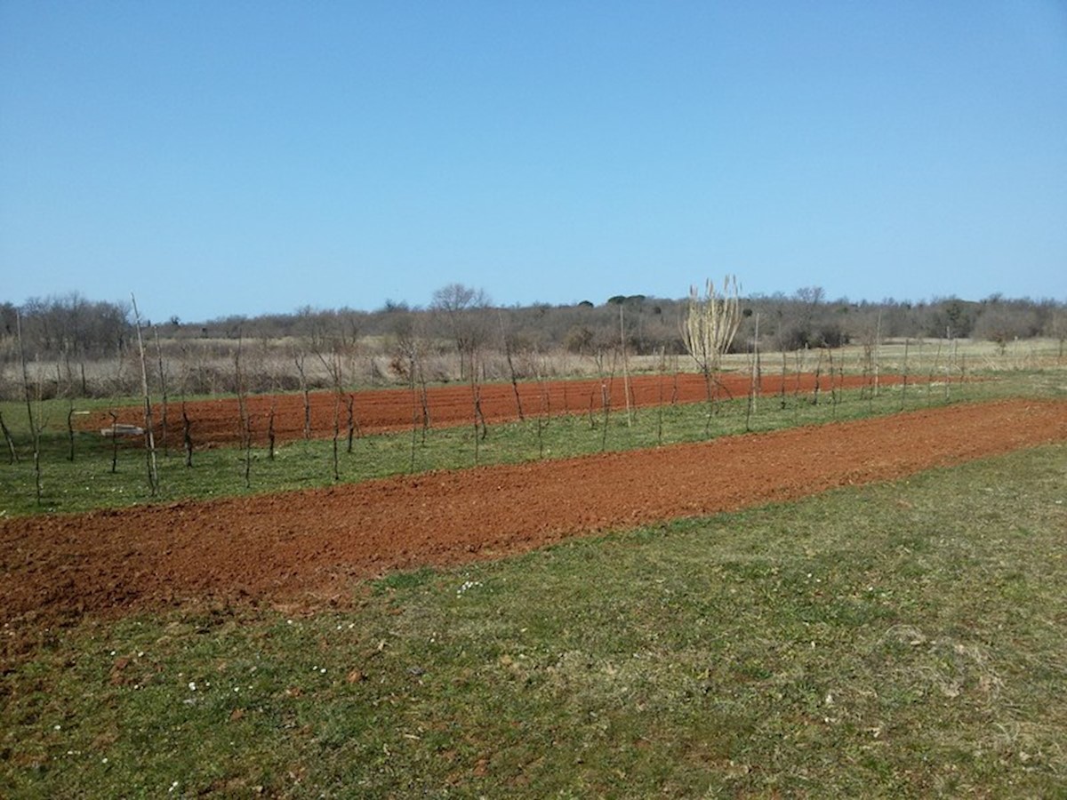 Terreno in Parenzo, Saladinka