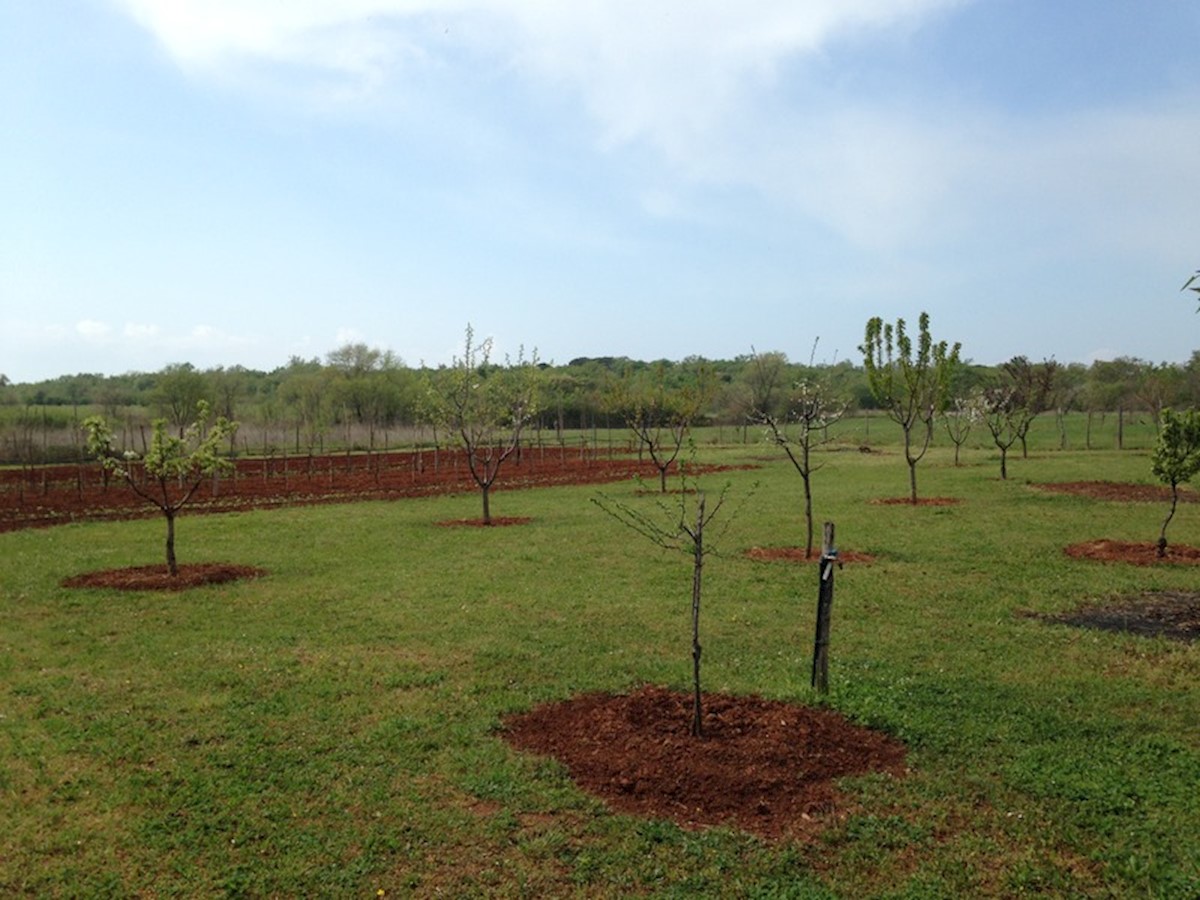 Terreno in Parenzo, Saladinka