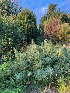 Motovun – Affascinante Casa in Pietra con Terrazza e Vista Panoramica