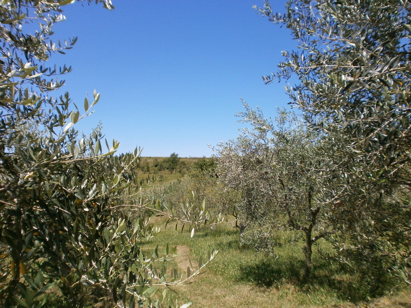 Casa Poreč, 358m2