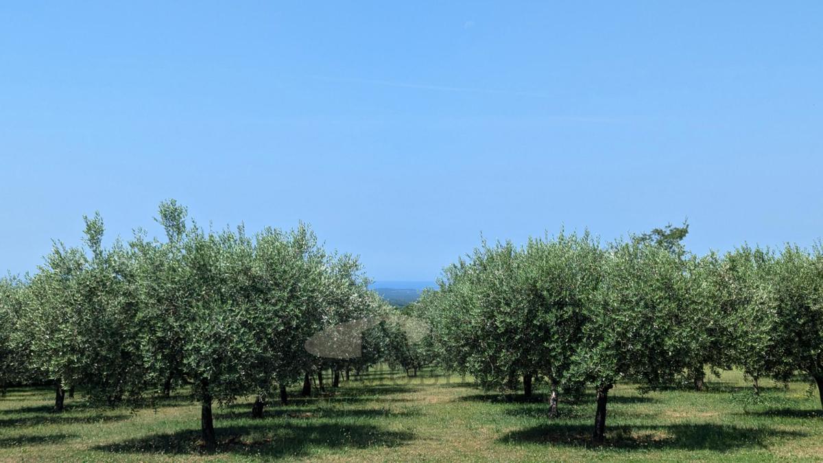 Terreno edificabilea Višnjan 