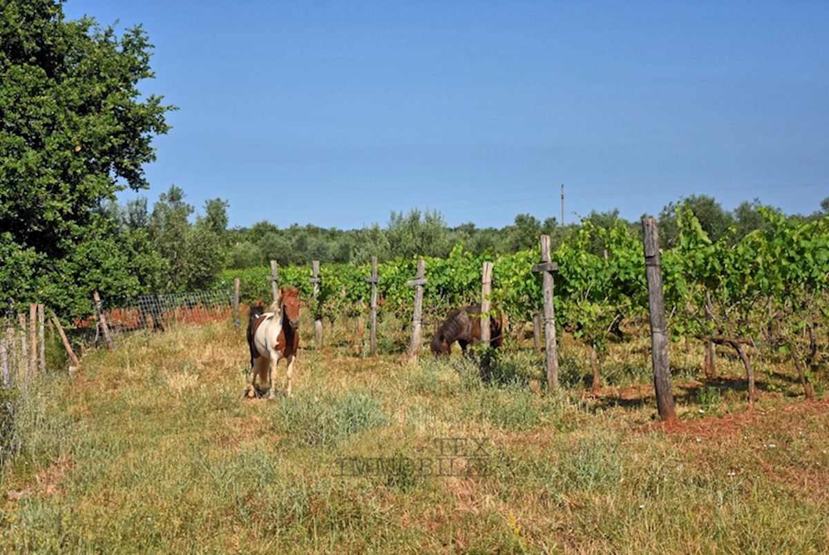 Una grande proprietà di 48.034 m2 nelle vicinanze di Parenzo