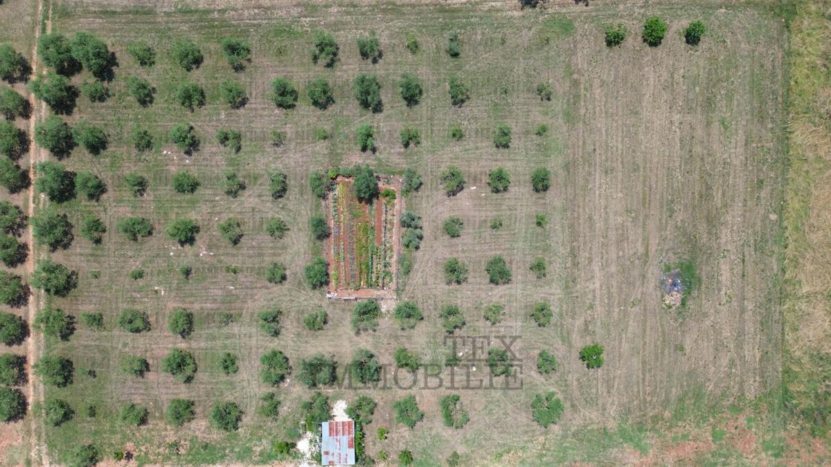 In vendita – Ampio terreno edificabile con uliveto vicino a Parenzo