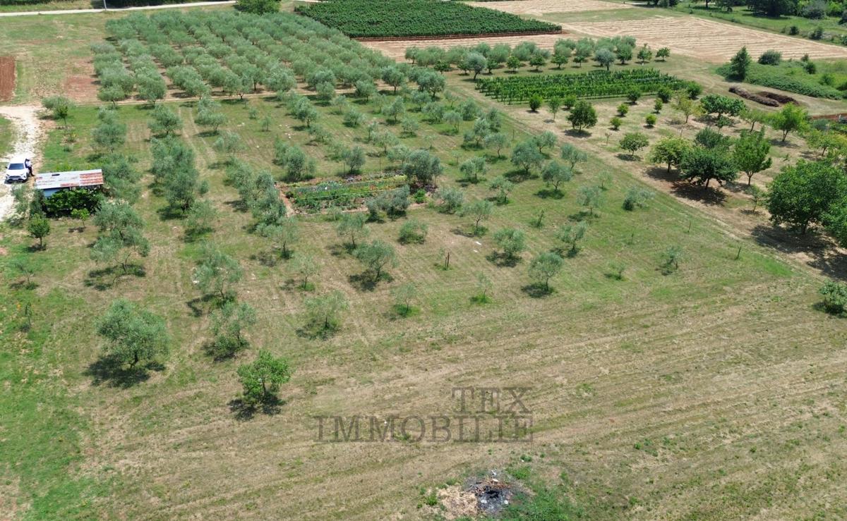 In vendita – Ampio terreno edificabile con uliveto vicino a Parenzo