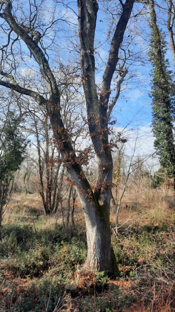 Terreno Poreč, 19207 m2