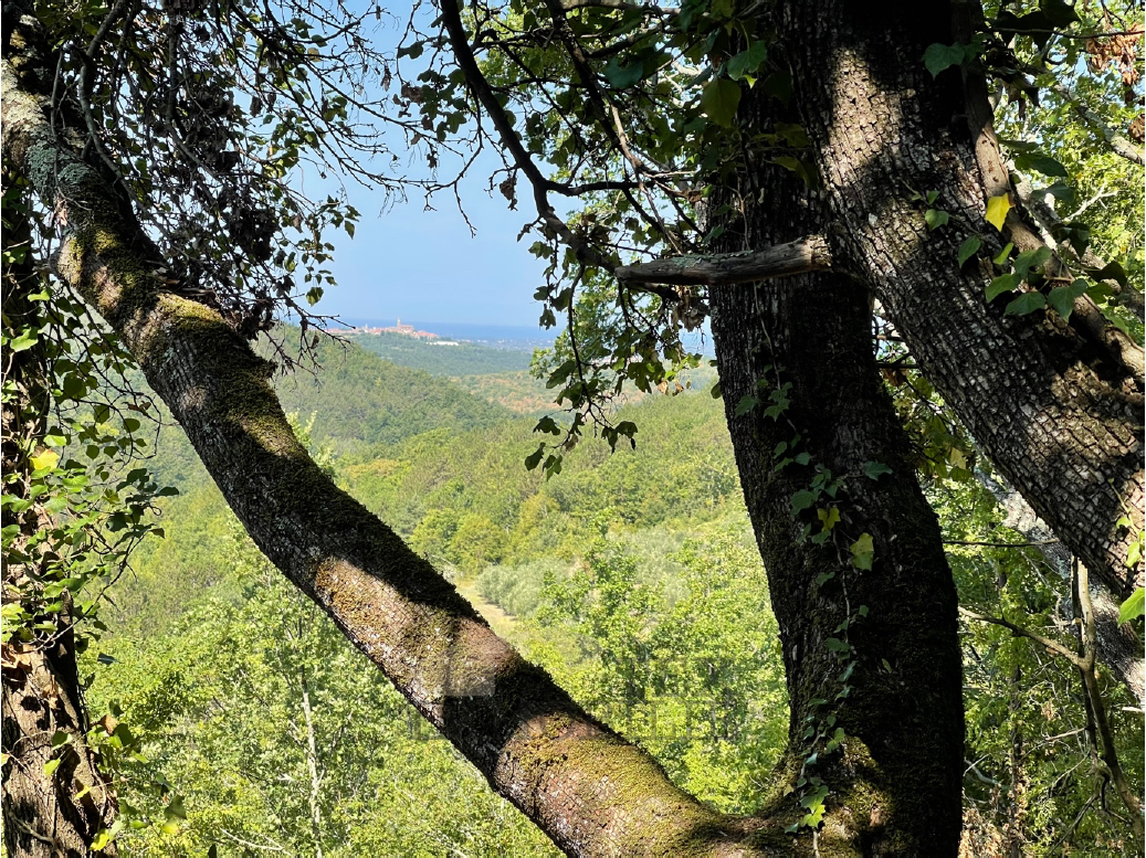 Terreno Poreč, 2.545m2