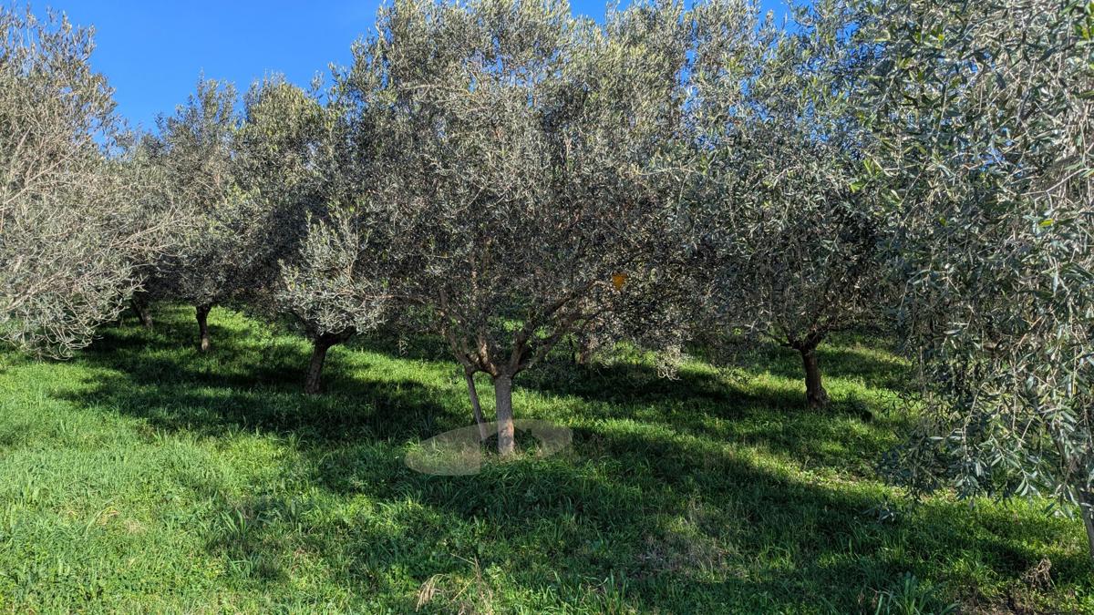 Terreni agricoli Poreč, 7.000m2