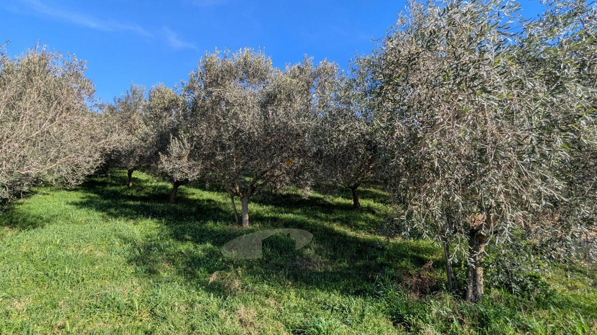 Terreni agricoli Poreč, 7.000m2