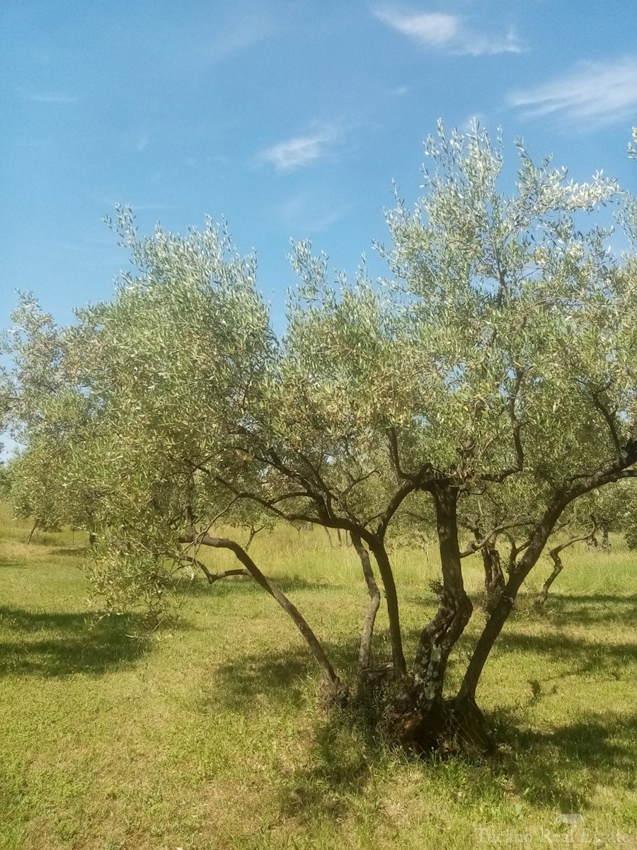 Terreno Poreč