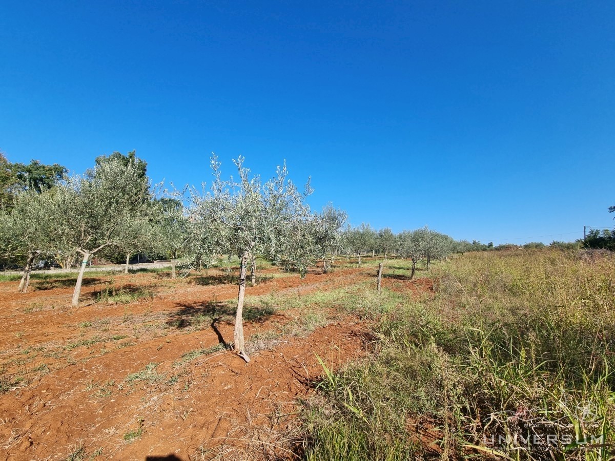 Terreno edificabile immerso nella natura nelle vicinanze di Umago