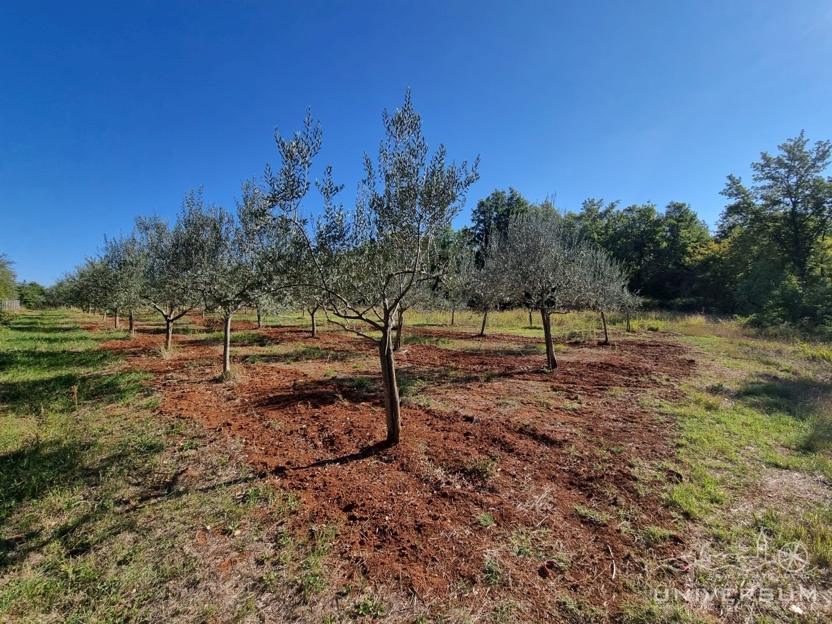 Terreno edificabile immerso nella natura nelle vicinanze di Umago