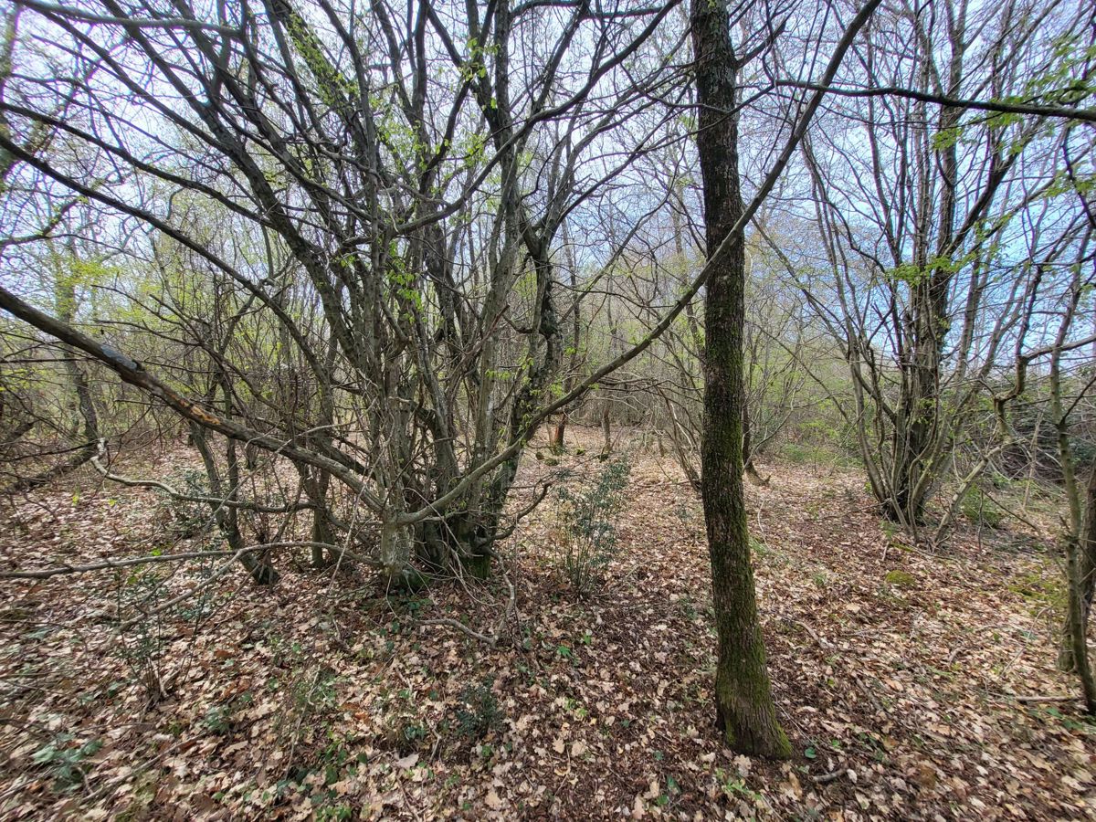 Terreno agricolo 2 ha, Parenzo