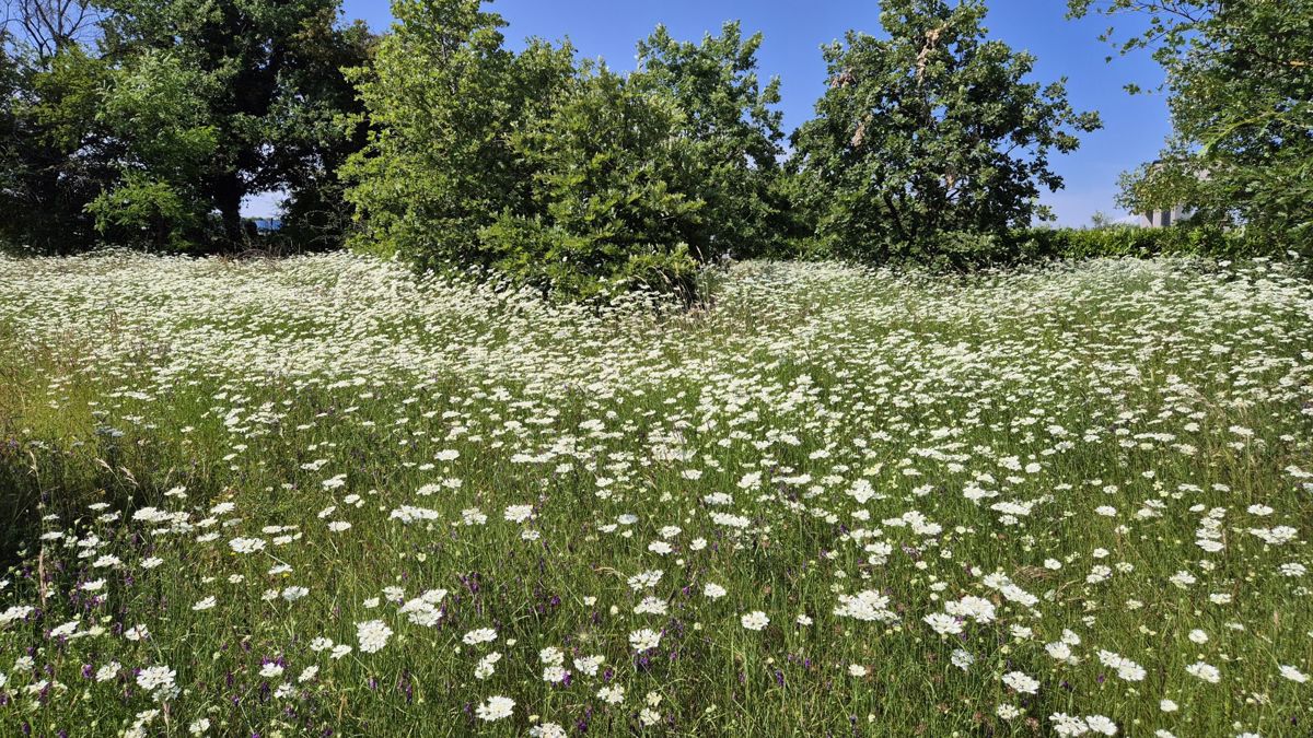 Terreno Labin, 1.652m2