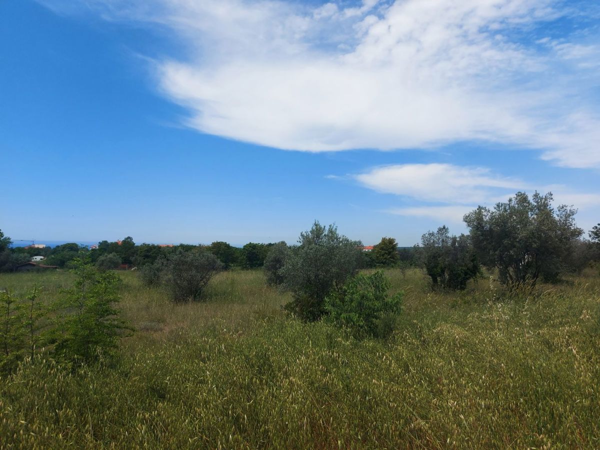 Terreno agricolo con alberi di ulivo, Peroj