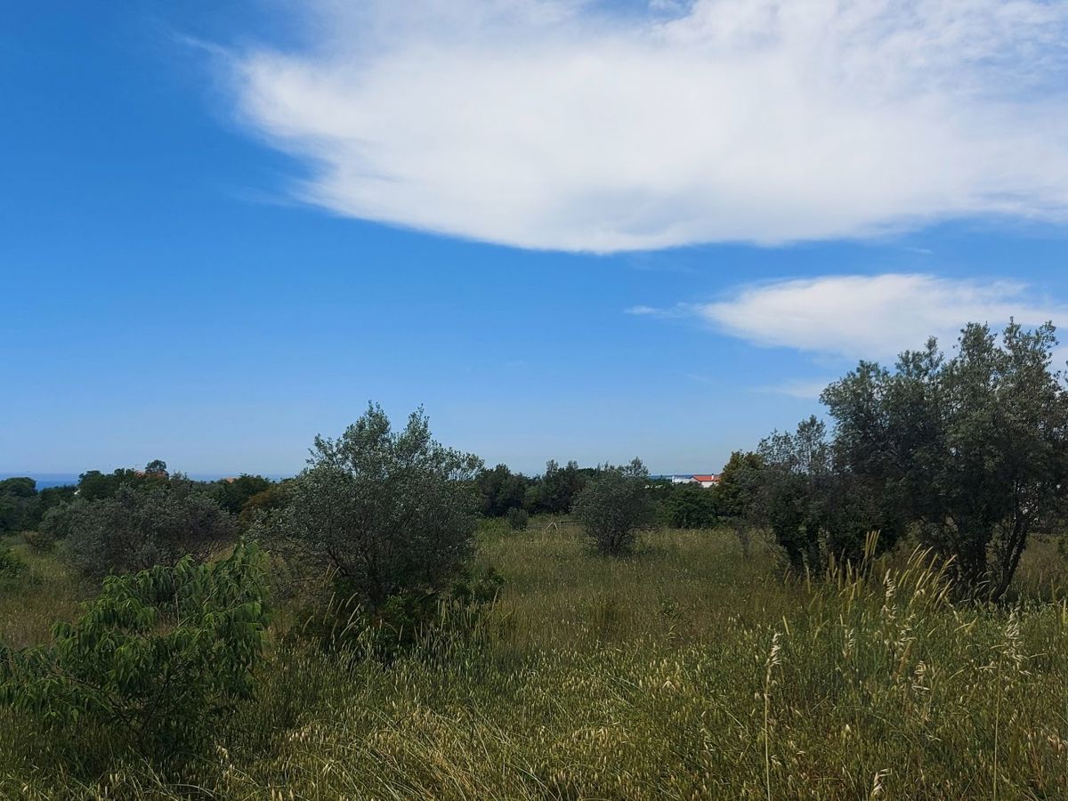 Terreno agricolo con alberi di ulivo, Peroj