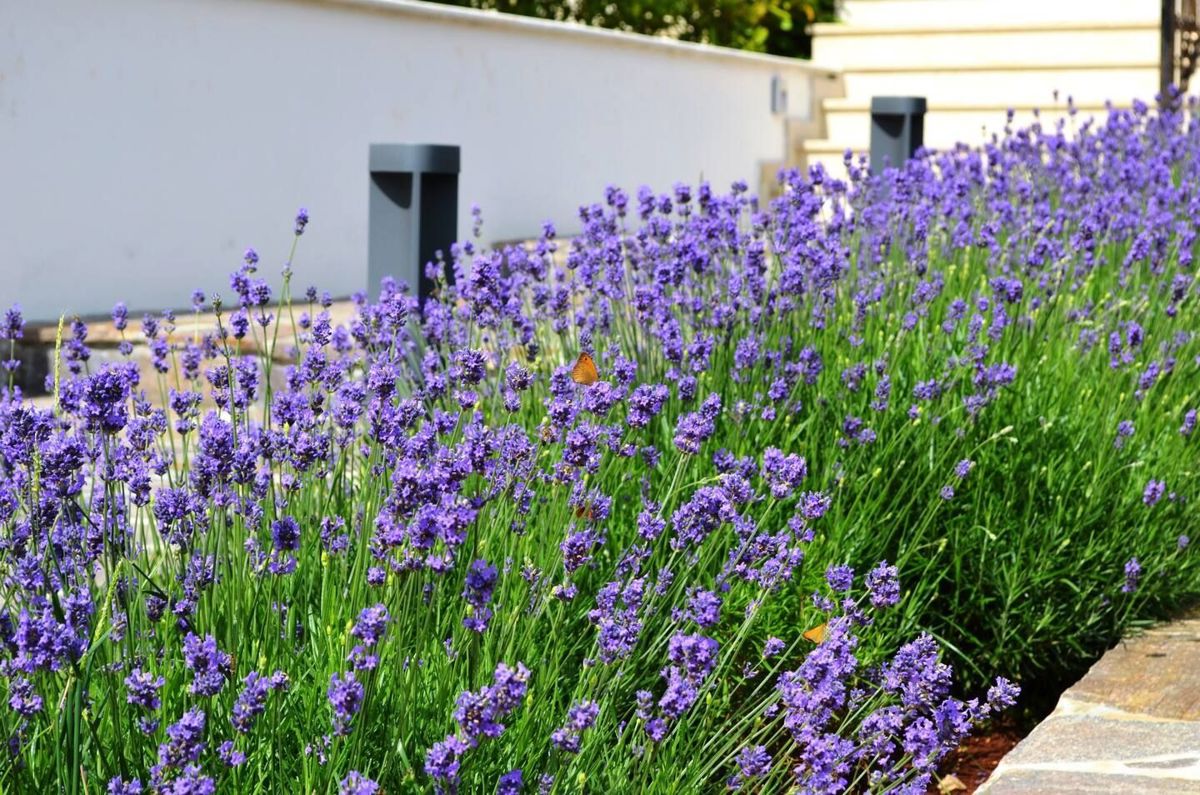 Villa in pietra con piscina, vicino a Kringa