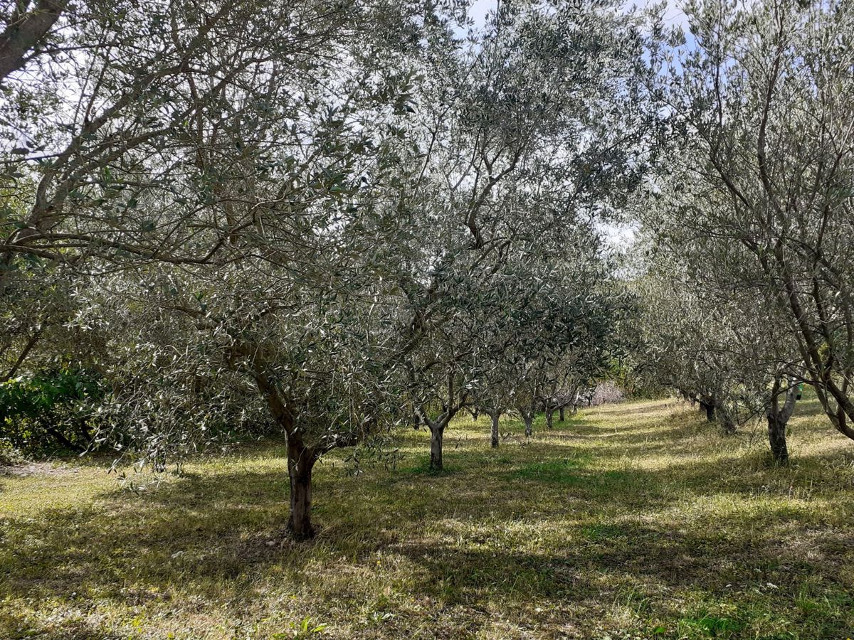 Terreno edificabile in una posizione attraente, Visinada