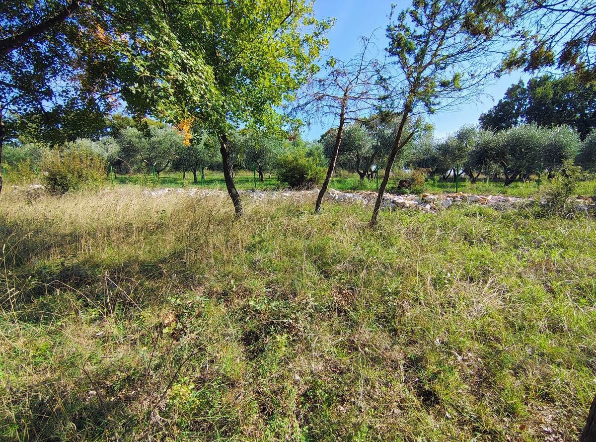 Terreno edificabile in zona Barban.