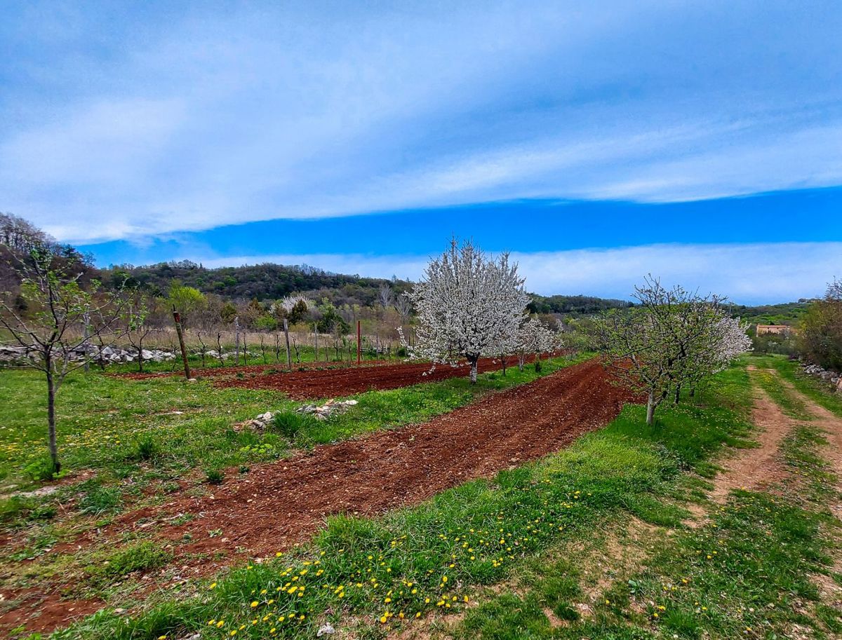 Casa indigena istriana con una spaziosa proprietà di 27806 m2