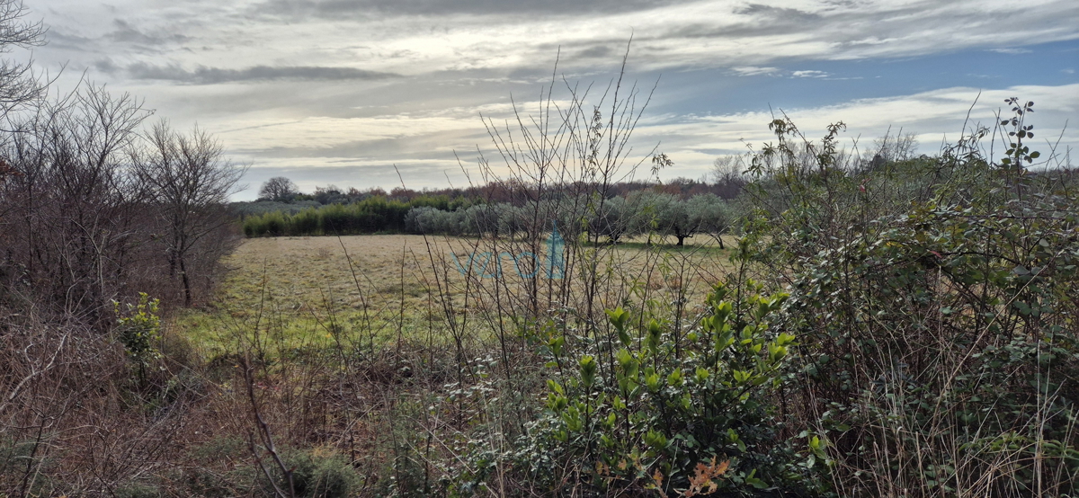 Istra, Umag, terreno edificabile e agricolo 1250m2, vendita