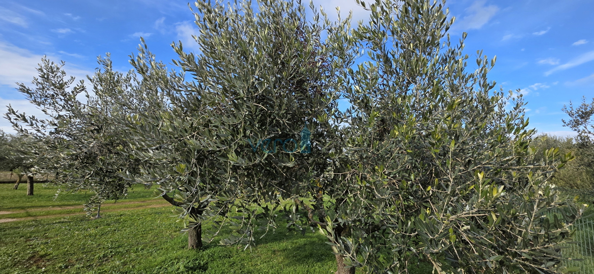 Istra, Umag, periferia, terreno agricolo 5780m2, con edifici legalizzati, vendita