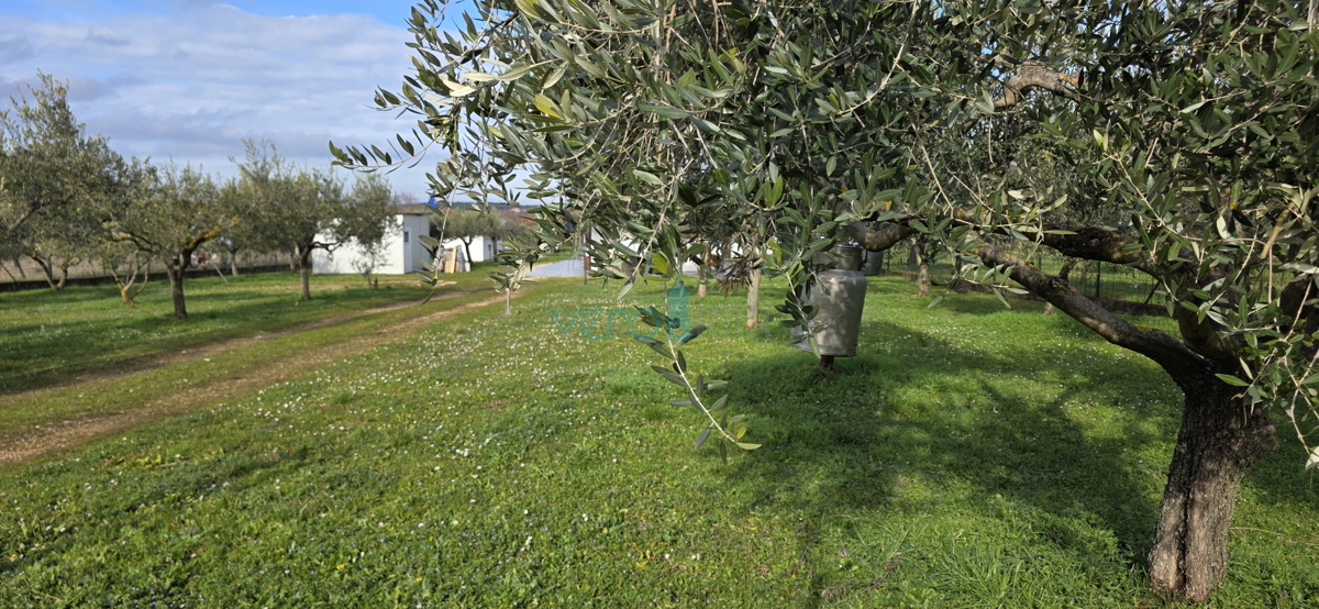 Istra, Umag, periferia, terreno agricolo 5780m2, con edifici legalizzati, vendita