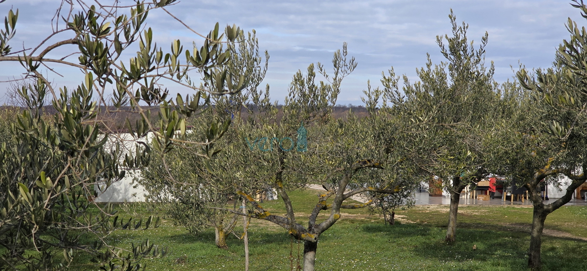 Istra, Umag, periferia, terreno agricolo 5780m2, con edifici legalizzati, vendita