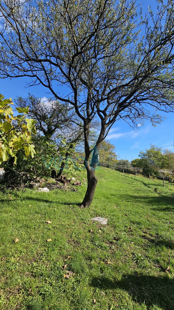 Bribir - tenuta di famiglia con 2 case e un ampio giardino! OCCASIONE!, vendita