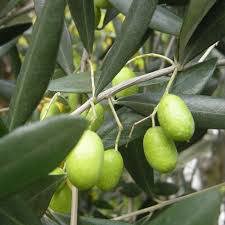 Sukošan, Debeljak - terreno edificabile (1615 m2)