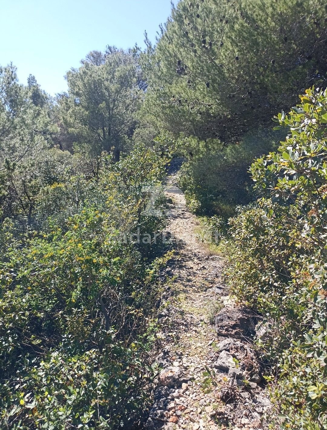 Terreno di 4451 m2, a 150 m dal mare - Mali Iž